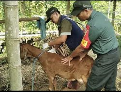 Peduli Kesehatan Hewan Ternak di Wilayah Binaan, Babinsa Koramil Kademangan Dampingi Vaksinasi PMK