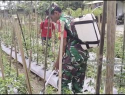 Babinsa Koramil 0808/10 Kademangan, Bantu Petani Laksanakan Penyemprotan Tanaman Cabe