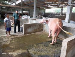 Peduli Kesehatan Hewan, Babinsa Koramil Talun Cek Hewan Ternak di Wilayah Binaannya