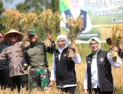 Dandim 0808/Blitar Dampingi Gubernur Jawa Timur Panen Raya Padi di Wilayah Kabupaten Blitar