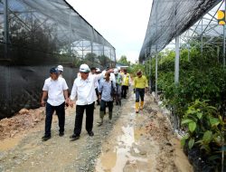 Kementerian PUPR Siapkan 52 Ribu Pohon untuk Koridor Jalan Tol IKN