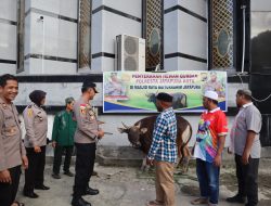 Polresta Qurban Tiga Ekor Sapi Jelang Hari Raya Idul Adha Tahun Ini