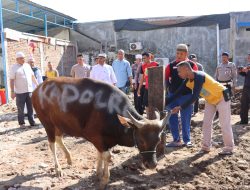 Rayakan Idul Adha 1444 H, Polres Gowa Sembelih 13 Ekor Hewan Kurban
