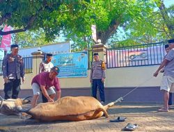Hari Raya Idul Adha 1444 H, Polsek Jajaran Polres Gowa Sembelih 12 Ekor Hewan Qurban