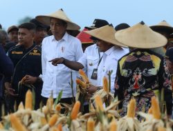 Jokowi Pastikan Program Food Estate Keerom Berkembang Baik