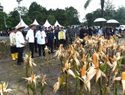 Presiden Jokowi Tinjau Ladang Jagung di Kabupaten Keerom