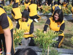 Manfaatkan Lahan dan Panen Cabai Ala Polda Sulteng