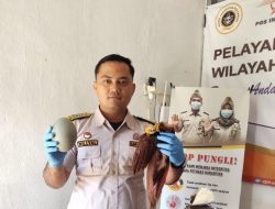 Karantina Merauke Gagalkan Upaya Penyelundupan Awetan Satwa Langka Endemik Papua