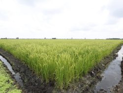 Pertanaman Padi di Pandeglang Tak Ada Gagal Panen, Meskipun El Nino