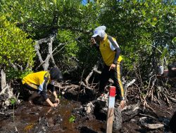 Polda Papua dan Komunitas Uniyap Papua Rayakan Hut Humas Polri dengan Penanaman 5000 Bibit Mangrove