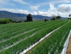 Kementan Bangun Kampung Hortikultura Bawang Merah Siap Ekspor di Solok