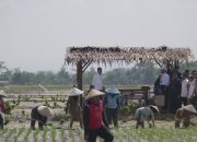 Tinjau Penanaman Padi di Pekalongan, Presiden Jokowi: Kita Kejar Tanam, Tanam, Tanam