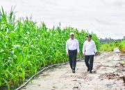 Mentan Amran Bantah Food Estate Gunakan Pot