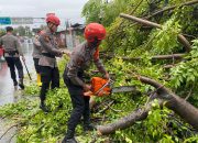 Gerak Cepat, Ditsamapta Polda Sulteng Bantu Warga Singkirkan Pohon Tumbang di Kota Palu