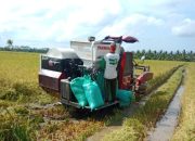 Produksi Melimpah, Bulog Kalah Bersaing dengan Pedagang Serap Gabah