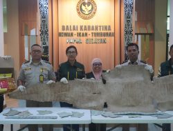 Kulit Buaya Berhasil Ditahan Di Bandara Mopah
