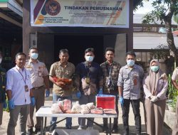 Cegah Penyakit ASF, Karantina Papua Selatan Musnahkan Daging Babi