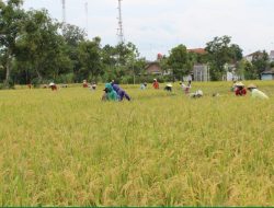 Jaga Produksi Padi Aman, ini 10 Jurus Pengendalian Hama Tikus