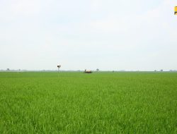 Dukung Produktivitas Pertanian, Menteri PU Soroti Keberhasilan IPHA di Indramayu