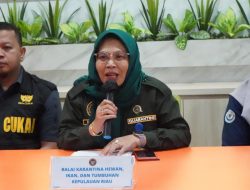 Karantina Kepri dan Bea Cukai Gagalkan Penyelundupan 10.647 Ekor Kuda L