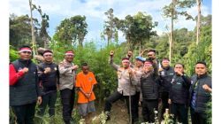 Polres Madina temukan Ladang ganja 1 hektar di pegunungan Huta Bargot