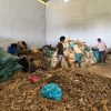 Polda Sulsel Ungkap Perdagangan Ilegal 17 Ton Bambu Laut Dilindungi, Satu Warga Cina Diduga Terlibat