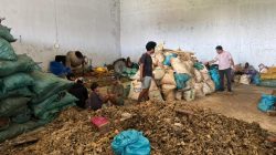 Polda Sulsel Ungkap Perdagangan Ilegal 17 Ton Bambu Laut Dilindungi, Satu Warga Cina Diduga Terlibat