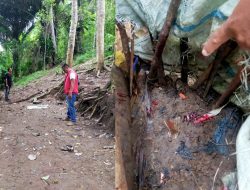 Cegah Praktik Judi, Polsek Kindang Gerebek Lokasi Sabung Ayam di Desa Balibo