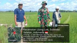 BANTU KETAHANAN PANGAN DAERAH, BABINSA GARANTA DAMPINGI PERAWATAN TANAMAN PADI DI UJUNG LOE