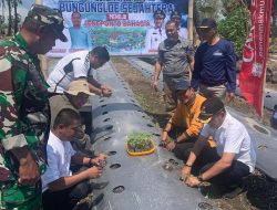 Bumdes Sejahtera Bungungloe Tanam Perdana Hortikultura, Wujudkan Desa Mandiri Pangan