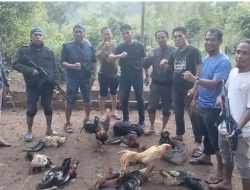 Polsek Gantarang Gerebek Arena Sabung Ayam di Bajiareng: Dua Bos Judi Kabur, Belasan Ayam Disita